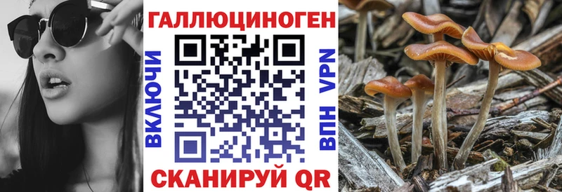 Купить закладки  Большой Камень  Псилоцибиновые грибы Magic Shrooms 